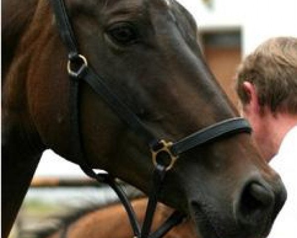 Zuchtstute Giselda II (Trakehner, 1994, von Waldzauber)