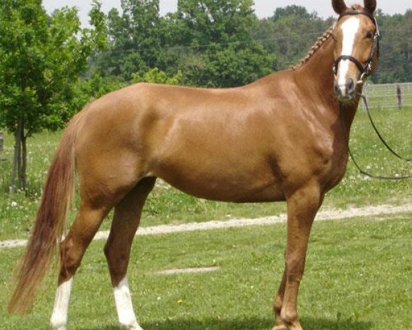 broodmare La Tigra (Trakehner, 2004, from Polarpunkt)