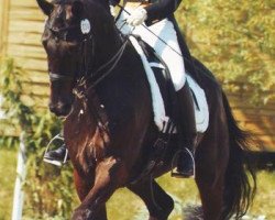 dressage horse Archimedes 50 (Trakehner, 1998, from Polarpunkt)