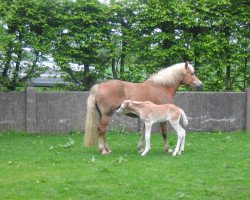 Zuchtstute Maiglöckchen (Haflinger, 2000, von Mondego (3,125% ox))