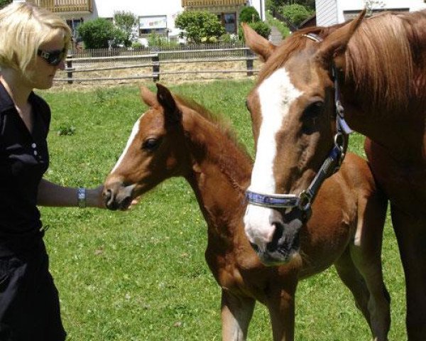 broodmare Sweet Angelina (Trakehner, 1991, from Amiego)