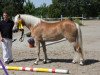 broodmare Wolke (Haflinger, 2010, from Wunderknabe)