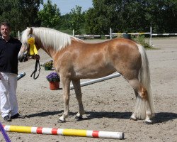 Zuchtstute Wolke (Haflinger, 2010, von Wunderknabe)