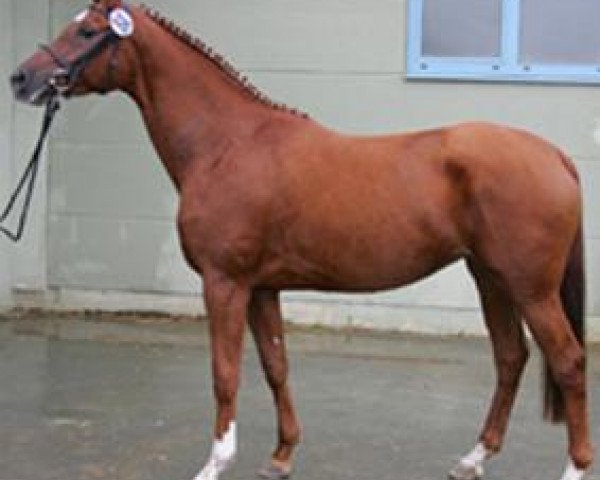 broodmare Rominten VIII (Trakehner, 2002, from Gelria)