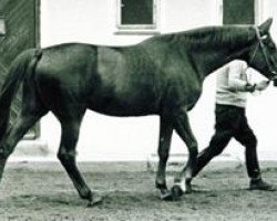 broodmare Grete (Trakehner, 1955, from Abendstern)