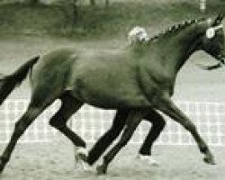 broodmare Kornernte (Trakehner, 1976, from Cornelius)