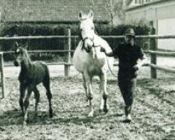 Zuchtstute Kortina (Trakehner, 1956, von Famulus)