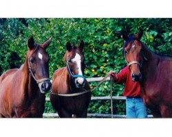 broodmare Laudatio (Trakehner, 1982, from Polarwind)