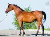 broodmare Arapka 1997 ox (Arabian thoroughbred, 1997, from Prikaz 1978 ox)