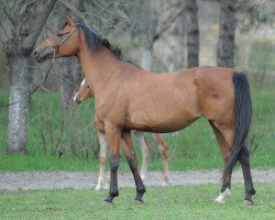 broodmare Azarina 2004 ox (Arabian thoroughbred, 2004, from Anchar 1981 ox)