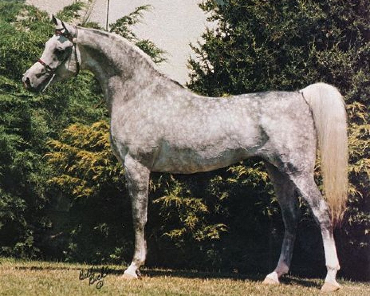 stallion Ruminaja Ali 1976 ox (Arabian purebred, 1976, from Shaikh Al Badi 1969 ox)