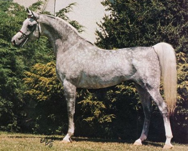 stallion Ruminaja Ali 1976 ox (Arabian thoroughbred, 1976, from Shaikh Al Badi 1969 ox)