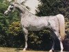 stallion Ruminaja Ali 1976 ox (Arabian thoroughbred, 1976, from Shaikh Al Badi 1969 ox)
