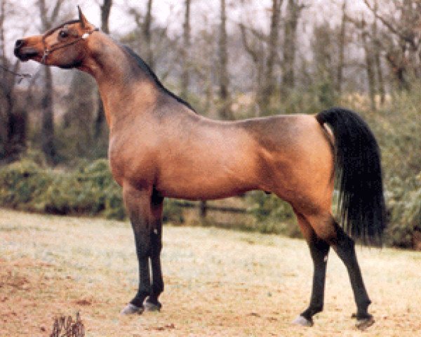stallion Anaza El Farid ox (Arabian thoroughbred, 1988, from Ruminaja Ali 1976 ox)