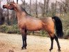 stallion Anaza El Farid ox (Arabian thoroughbred, 1988, from Ruminaja Ali 1976 ox)