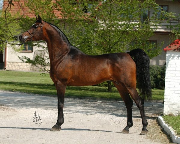 stallion Gazal Al Shaqab ox (Arabian thoroughbred, 1995, from Anaza El Farid ox)