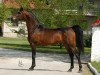 stallion Gazal Al Shaqab ox (Arabian thoroughbred, 1995, from Anaza El Farid ox)