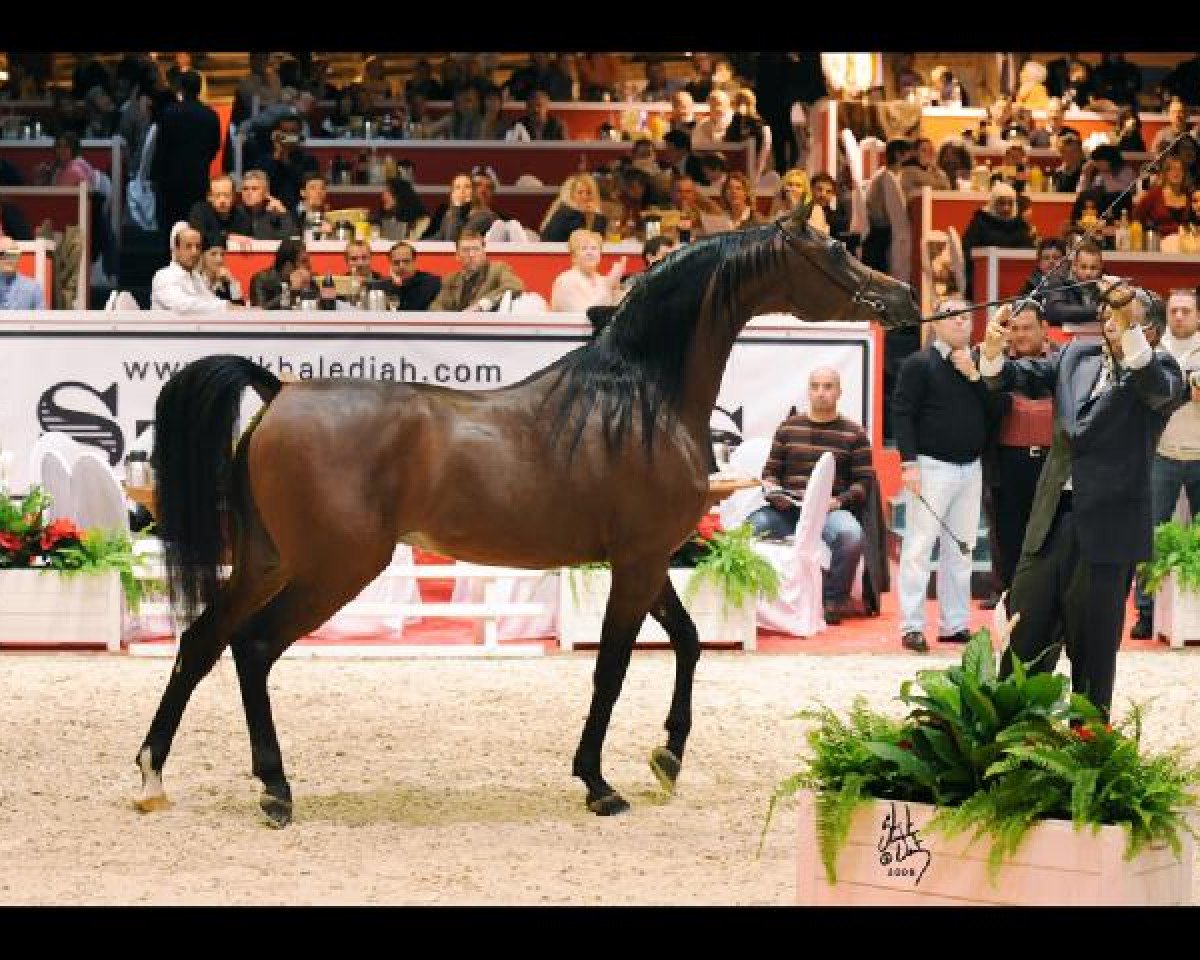stallion Marwan Al Shaqab ox (Arabian purebred, 2000, from Gazal Al Shaqab ox)