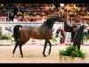 stallion Marwan Al Shaqab ox (Arabian thoroughbred, 2000, from Gazal Al Shaqab ox)