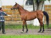 broodmare Assa 1990 ox (Arabian thoroughbred, 1990, from Strij 1977 ox)