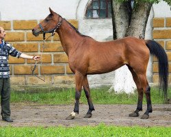 broodmare Assa 1990 ox (Arabian thoroughbred, 1990, from Strij 1977 ox)