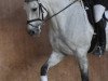 dressage horse Caillou (Westphalian, 2000, from Corradino)