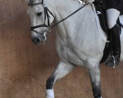 dressage horse Caillou (Westphalian, 2000, from Corradino)