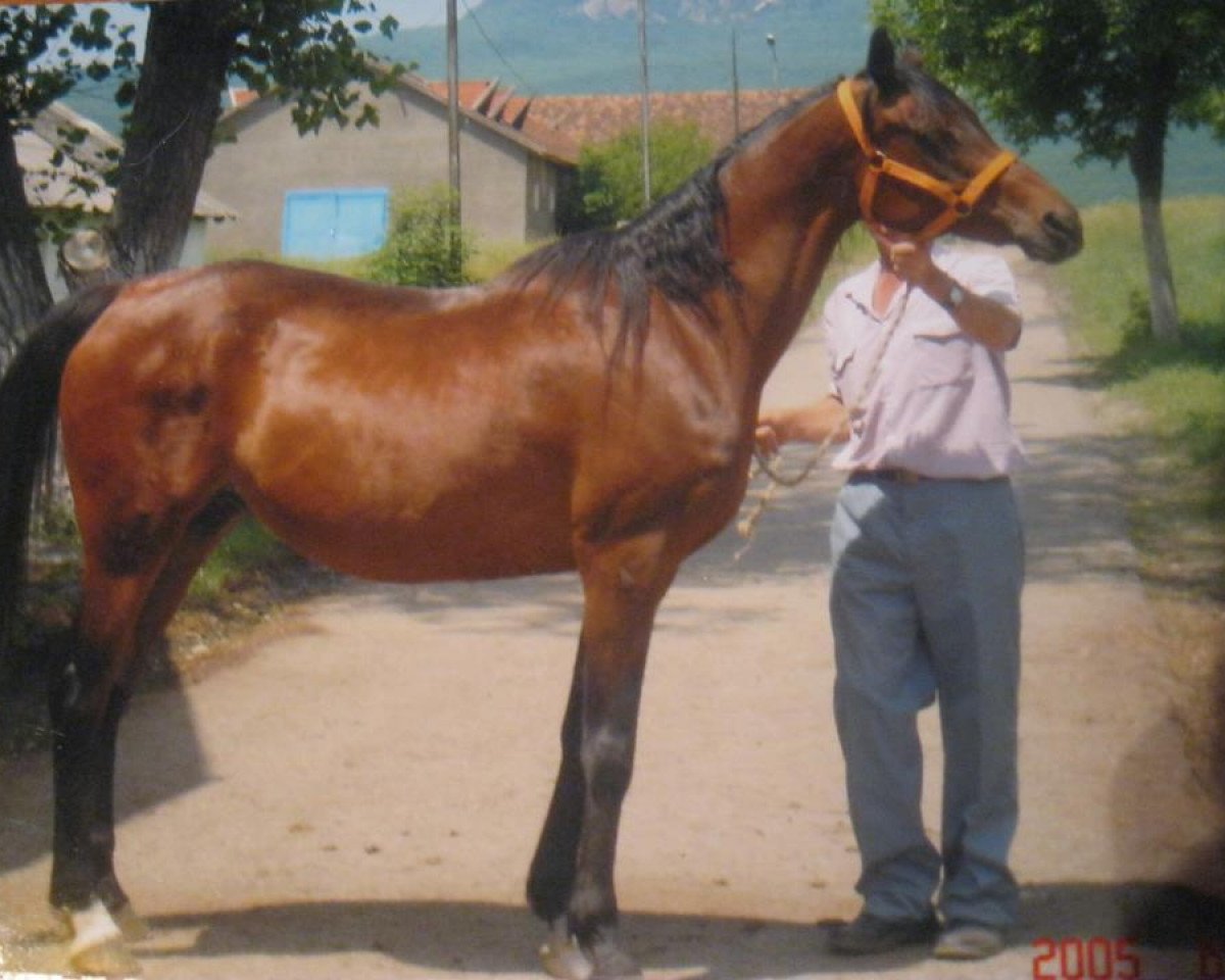 broodmare Assol 1989 ox (Arabian purebred, 1989, from Armaniak ox)