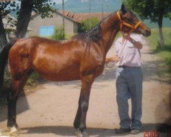 broodmare Assol 1989 ox (Arabian thoroughbred, 1989, from Armaniak ox)