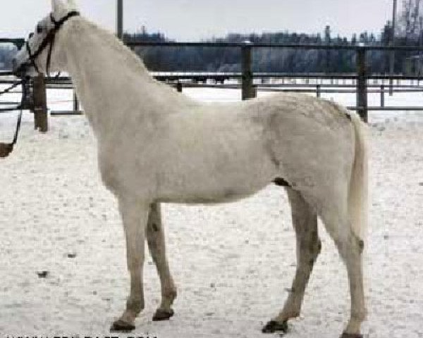 stallion Muzykant 1974 ox (Arabian thoroughbred, 1974, from Naslednik 1961 ox)