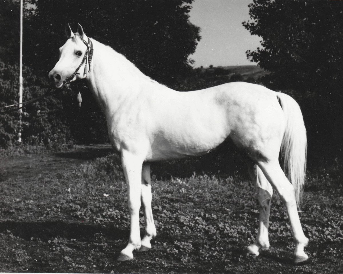stallion Naslednik 1961 ox (Arabian purebred, 1961, from Nil 1954 EAO)