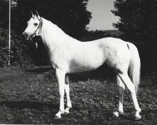 stallion Naslednik 1961 ox (Arabian thoroughbred, 1961, from Nil 1954 EAO)