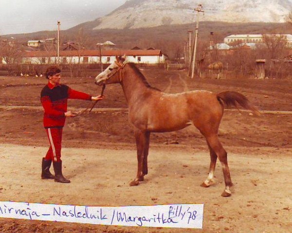 broodmare Mirnaia 1978 ox (Arabian thoroughbred, 1978, from Naslednik 1961 ox)