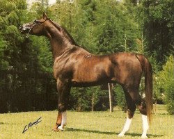 stallion Pesennik ox (Arabian thoroughbred,  , from Kumir 1973 ox)