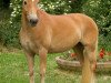 Dressurpferd Fiona 467 (Haflinger, 2002, von Wolkenstein)