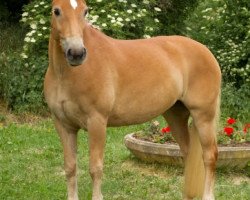 dressage horse Fiona 467 (Haflinger, 2002, from Wolkenstein)