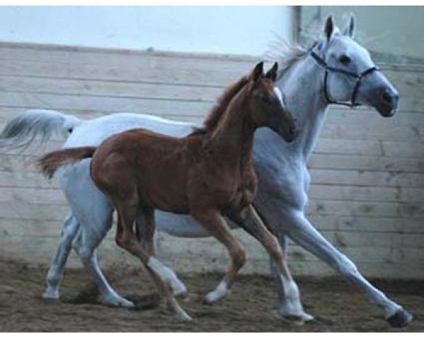 Zuchtstute Kronzeugin II (Trakehner, 1988, von Polarwind)