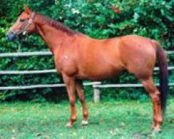 broodmare Goldpuppe (Trakehner, 1989, from Polarwind)