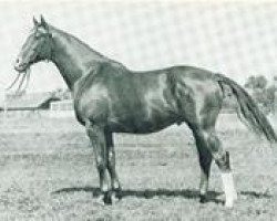 stallion Goldtaler (Trakehner, 1968, from Kassio)