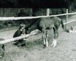 broodmare Goldene (Trakehner, 1958, from Kobalt)