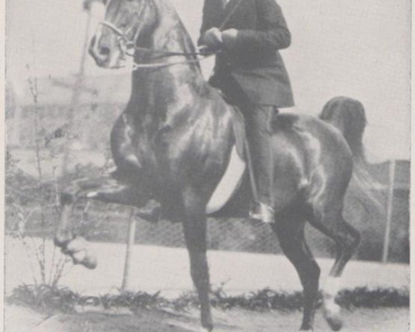 stallion Edna May's King (American Saddlebred Horse,  , from Bourbon King)