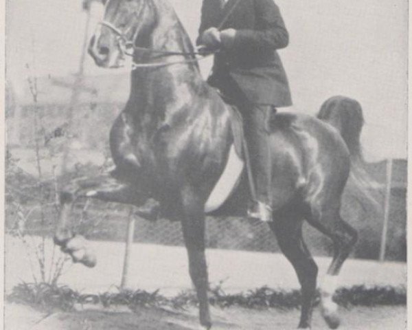 Deckhengst Edna May's King (American Saddlebred Horse,  , von Bourbon King)