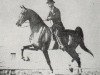 stallion Anacacho Shamrock (American Saddlebred Horse, 1932, from Edna May's King)