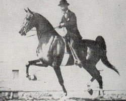 stallion Anacacho Shamrock (American Saddlebred Horse, 1932, from Edna May's King)