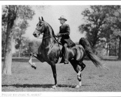 Deckhengst Wing Commander (American Saddlebred Horse, 1943, von Anacacho Shamrock)