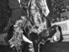 stallion Yorktown (American Saddlebred Horse, 1964, from Wing Commander)