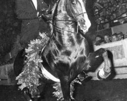 stallion Yorktown (American Saddlebred Horse, 1964, from Wing Commander)