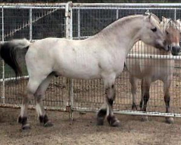 stallion Brok (Fjord Horse, 2002, from Fair Acres Sven II)