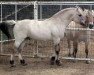 stallion Brok (Fjord Horse, 2002, from Fair Acres Sven II)