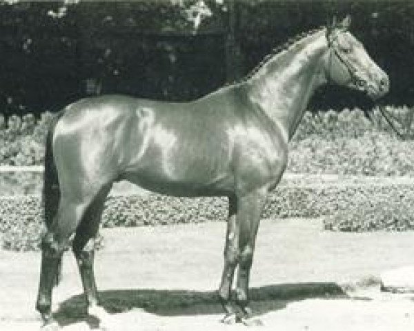 stallion Baluster (Trakehner, 1992, from Radom)